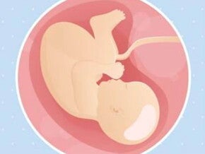 Imagen ilustrativa del desarrollo de un feto humano a las 40 semanas de embarazo.