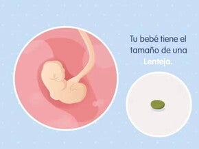 Imagen ilustrativa del desarrollo de un embrión humano a las 4 semanas de embarazo.