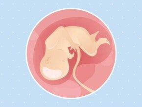 Imagen ilustrativa del desarrollo de un feto humano a las 34 semanas de embarazo.