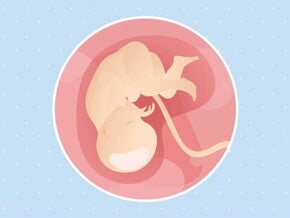 Imagen ilustrativa del desarrollo de un feto humano a las 35 semanas de embarazo.