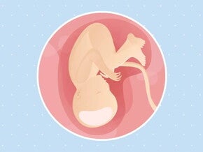 Imagen del desarrollo de un feto humano a las 37 semanas de embarazo.