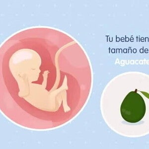 Imagen ilustrativa del desarrollo de un feto humano a las 16 semanas de embarazo.