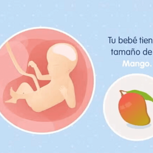 Imagen ilustrativa del desarrollo de un feto humano a las 23 semanas de embarazo.
