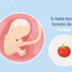 Imagen ilustrativa del desarrollo de un feto humano a las 11 semanas de embarazo.