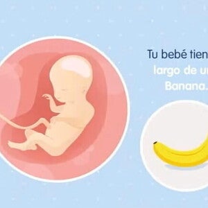 Imagen ilustrativa del desarrollo de un embrión feto a las 20 semanas de embarazo.