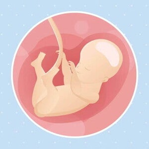 Imagen ilustrativa del desarrollo de un feto humano a las 28 semanas de embarazo.