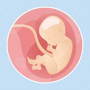 Imagen ilustrativa del desarrollo de un feto humano a las 30 semanas de embarazo.
