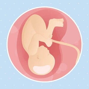 Imagen ilustrativa del desarrollo de un feto humano a las 38 semanas de embarazo.