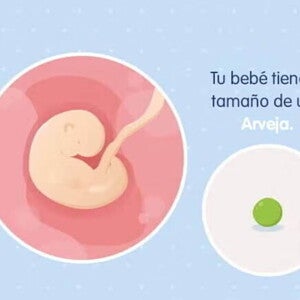 Imagen ilustrativa del desarrollo de un embrión humano a las 5 semanas de embarazo.