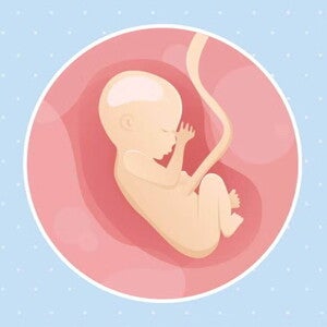 Imagen ilustrativa del desarrollo de un feto humano a las 17 semanas de embarazo.