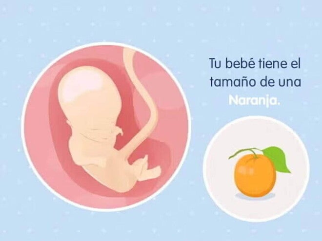 Imagen ilustrativa del desarrollo de un feto humano a las 14 semanas de embarazo.