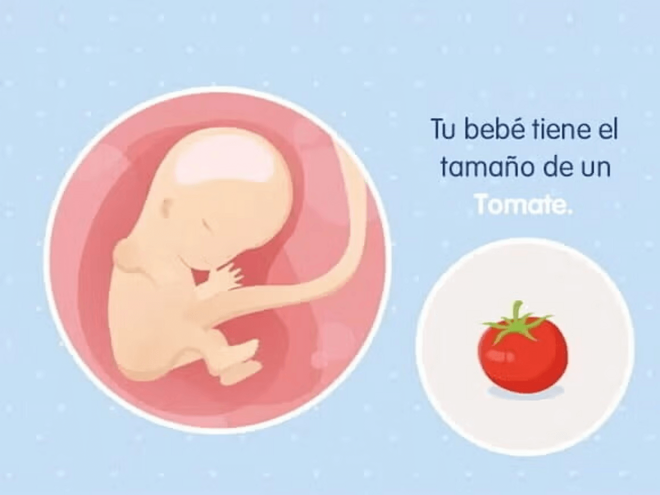 Imagen ilustrativa del desarrollo de un feto humano a las 11 semanas de embarazo.