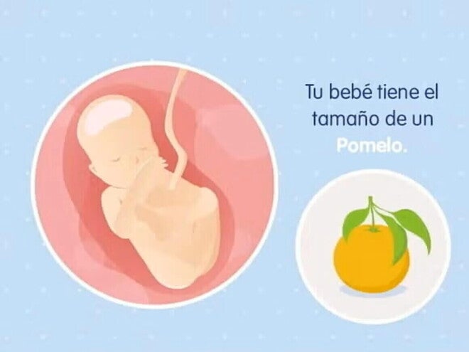 Imagen ilustrativa del desarrollo de un feto humano a las 19 semanas de embarazo.