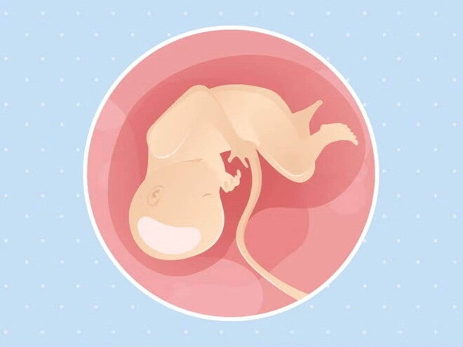 Imagen ilustrativa del desarrollo de un feto humano a las 34 semanas de embarazo.