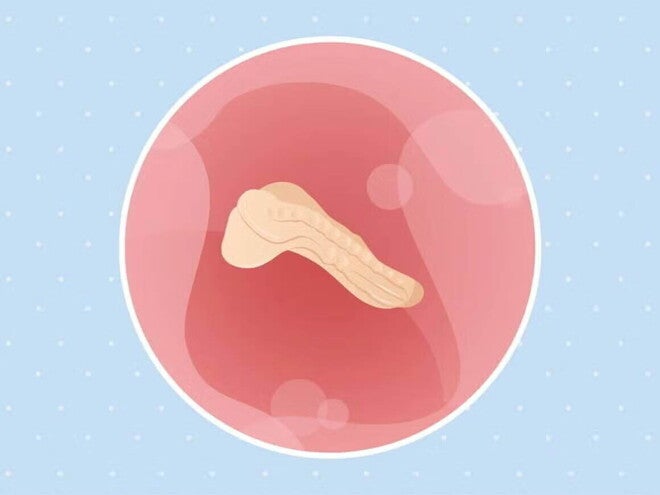 Imagen ilustrativa del desarrollo de un embrión humano a las 3 semanas de embarazo.