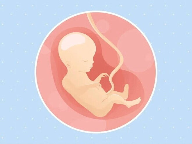 Imagen ilustrativa del desarrollo de un embrión humano a las 18 semanas de embarazo.