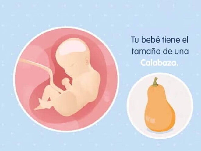 Imagen ilustrativa del desarrollo de un feto humano a las 29 semanas de embarazo.