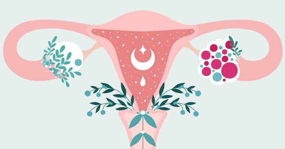 Qué es el SOP y sus características Aparato reproductor femenino